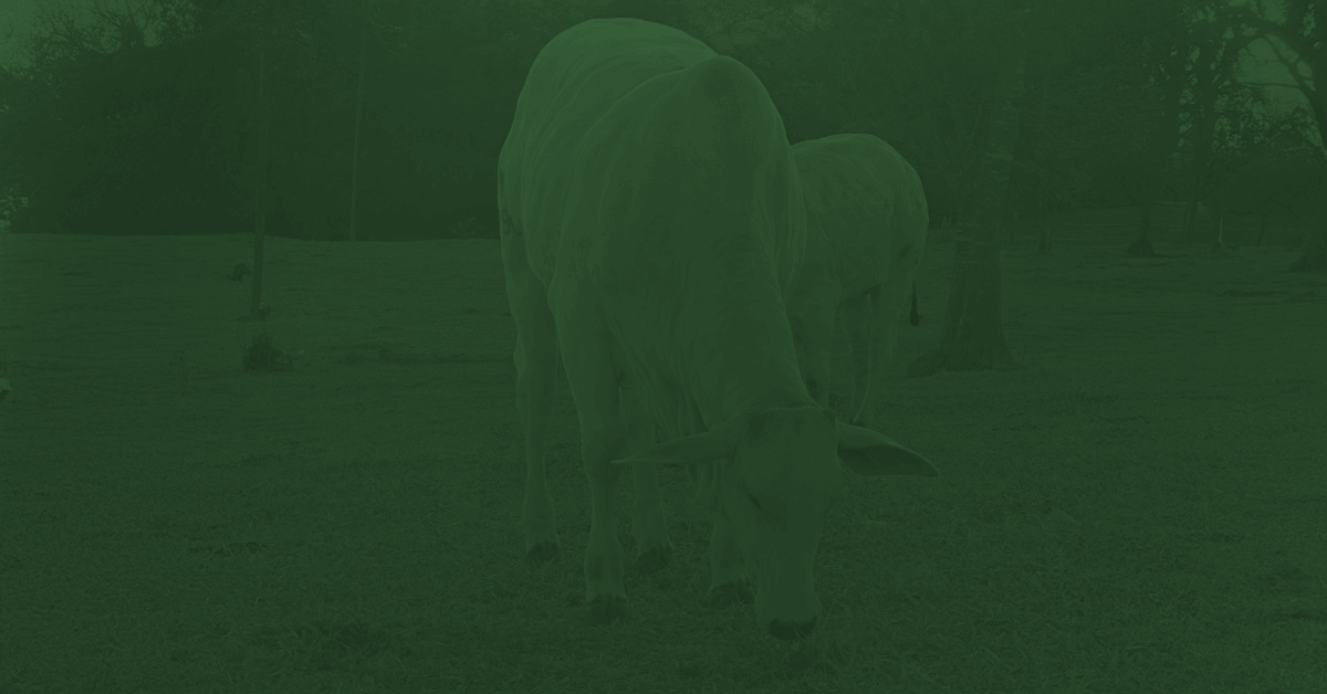 Seleção de Gado Nelore