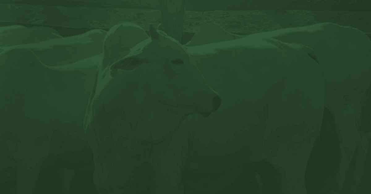 Tecnologia e Genética Nelore