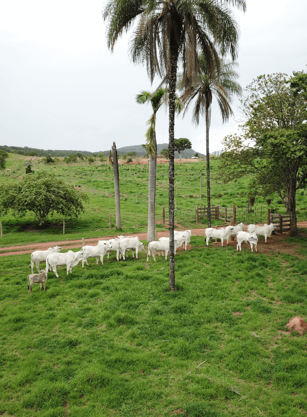 Imagem representando a tradição e a fé da Nelore Padroeira